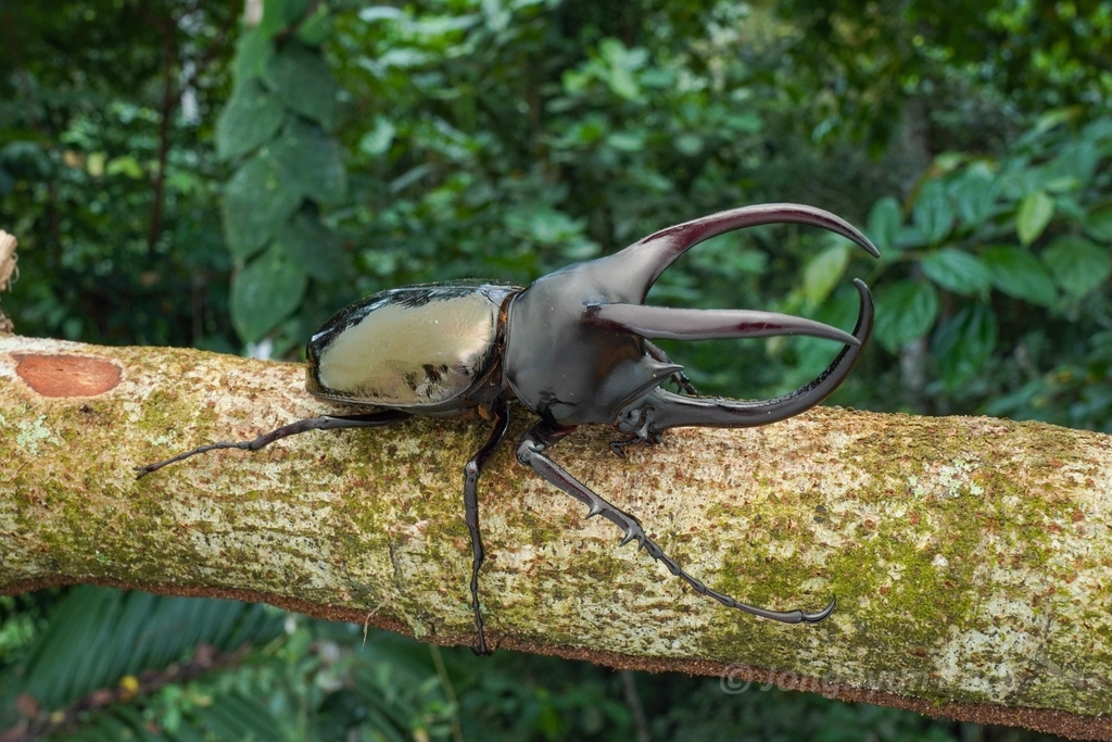 Chalcosoma moellenkampi