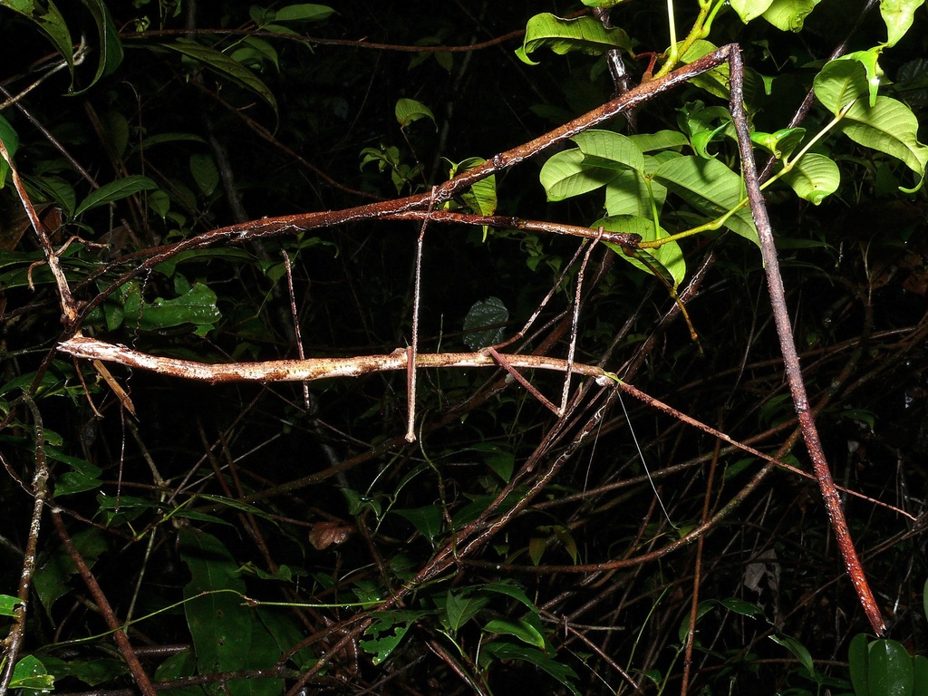 Phobaeticus kirbyi