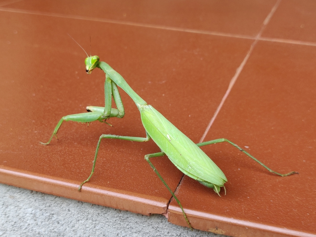 Hierodula membranacea