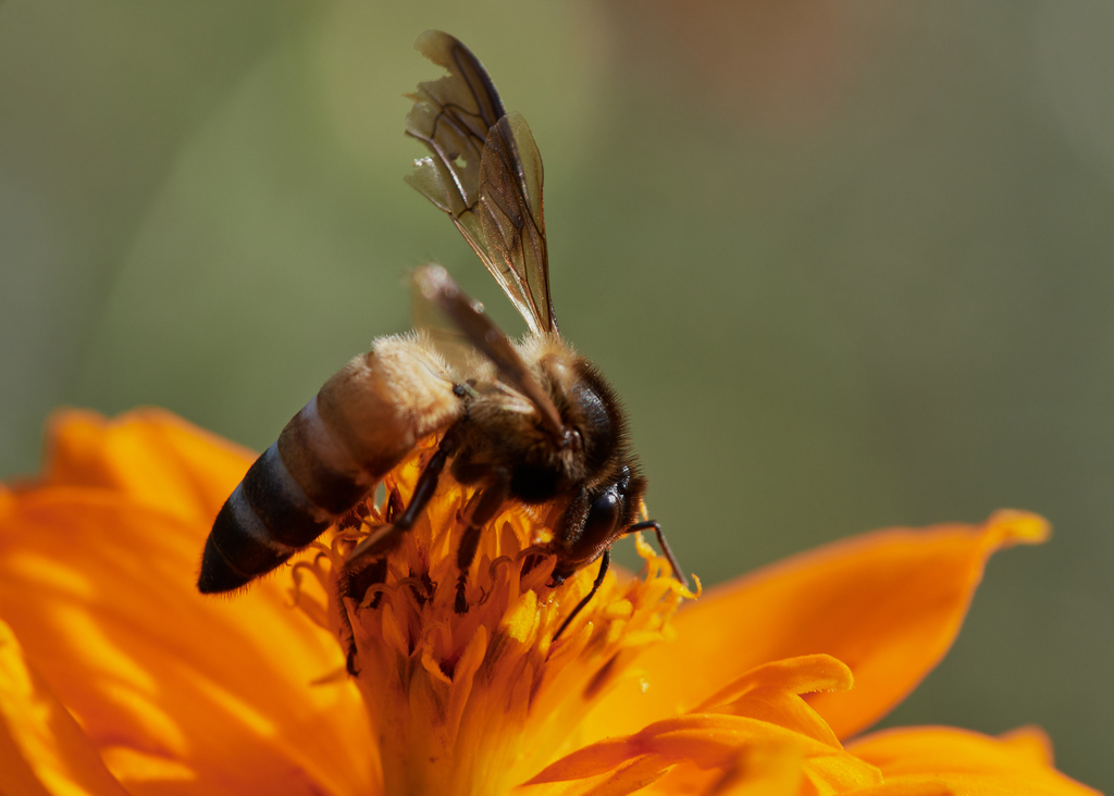 Apis dorsata