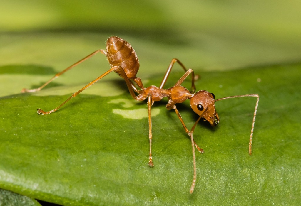 Oecophylla smaragdina