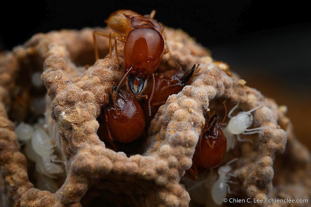 Macrotermes gilvus