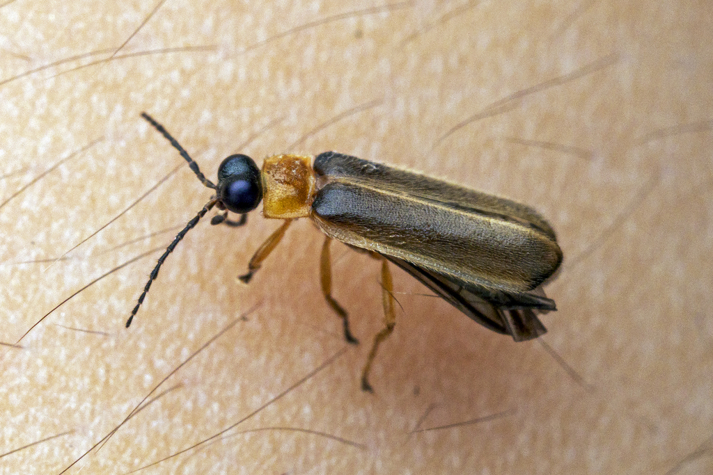 Pteroptyx tener
