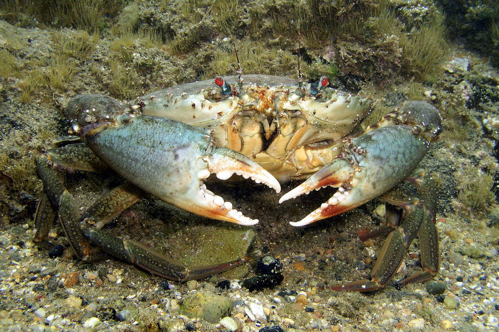 Scylla serrata