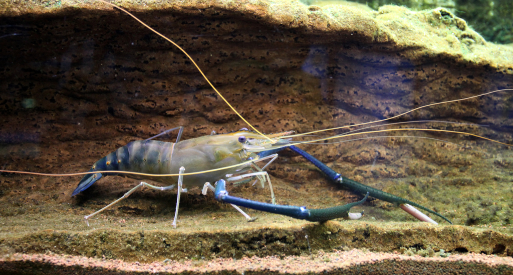 Macrobrachium rosenbergii