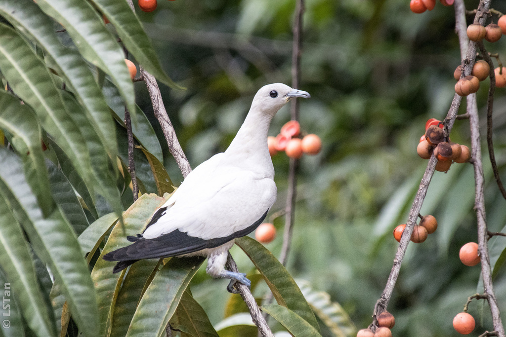 Ducula bicolor