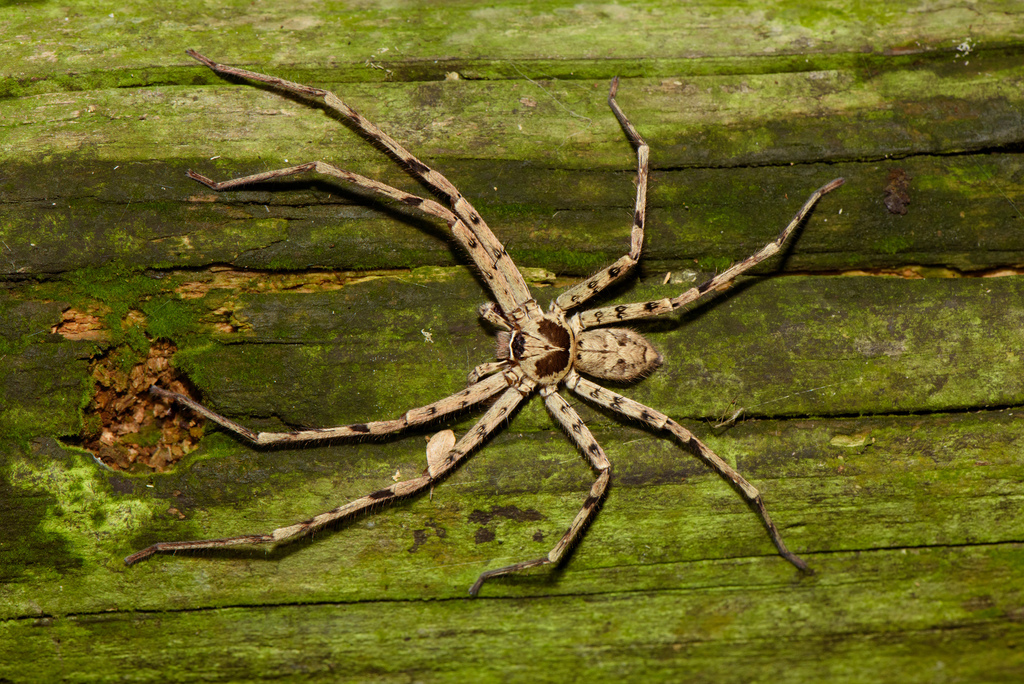 Heteropoda venatoria