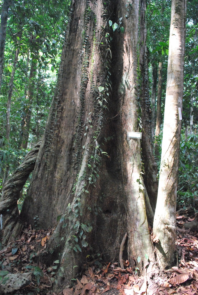 Eusideroxylon zwageri
