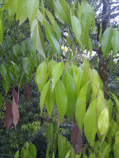 Shorea laevis