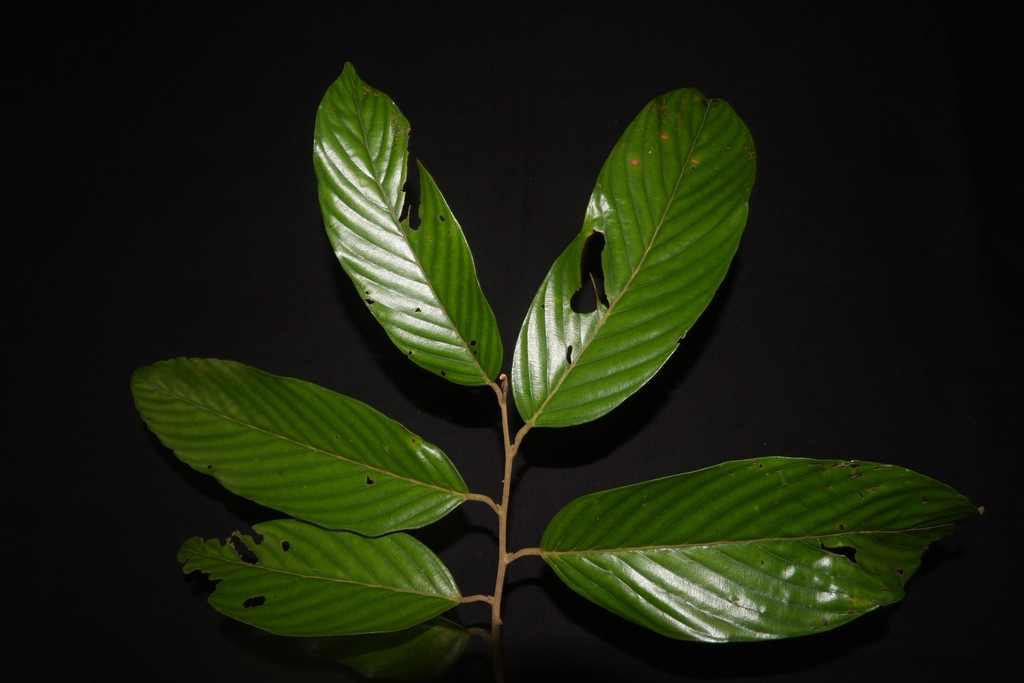 Shorea seminis