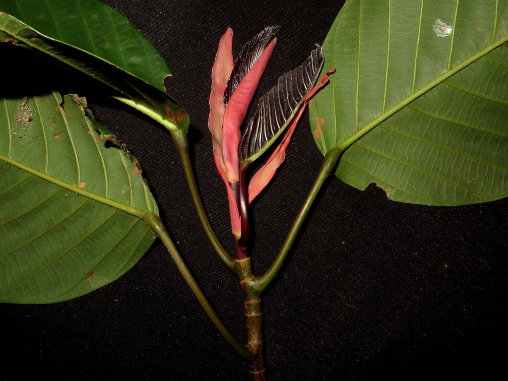 Dipterocarpus grandiflorus