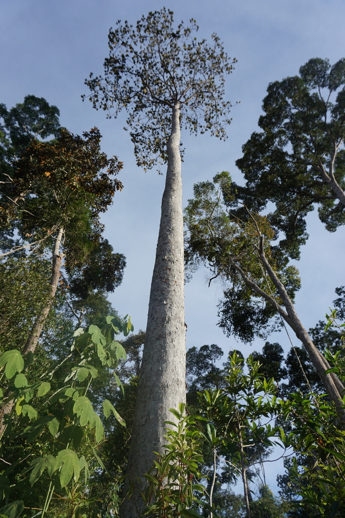 Dipterocarpus confertus