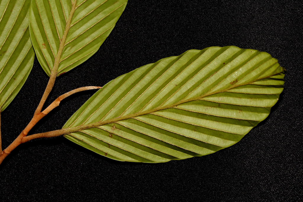 Dipterocarpus tempehes