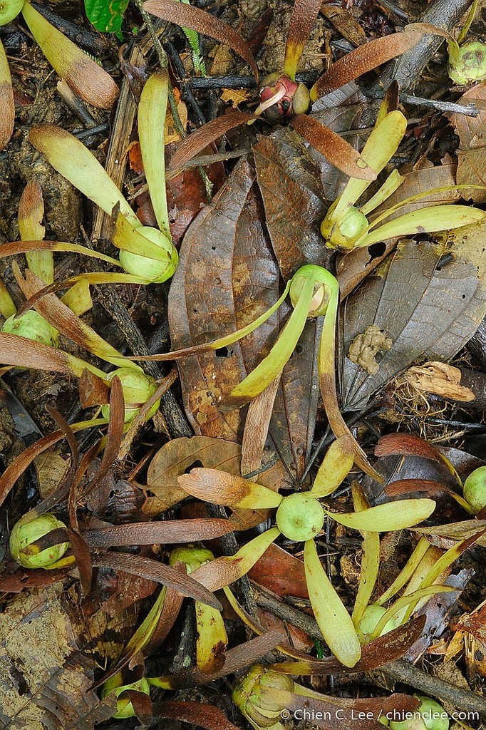 Dryobalanops lanceolata