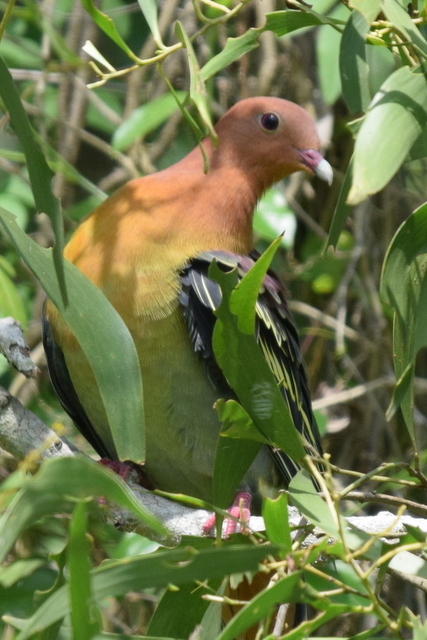 Treron fulvicollis