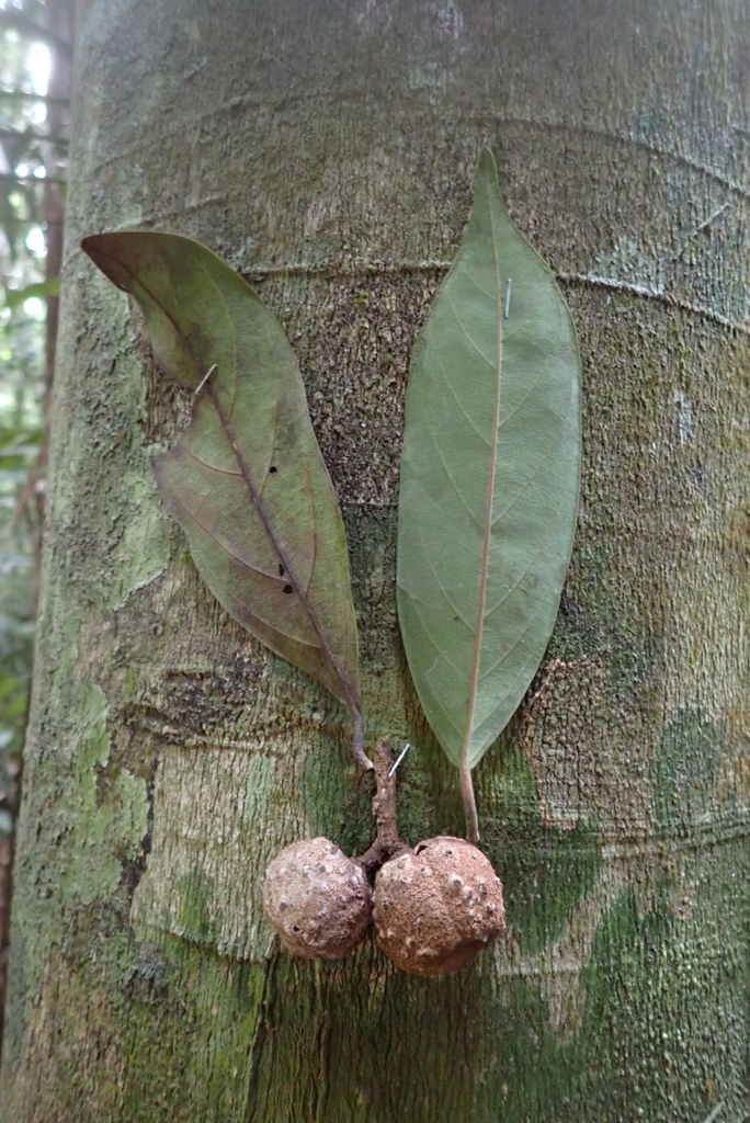 Vatica umbonata