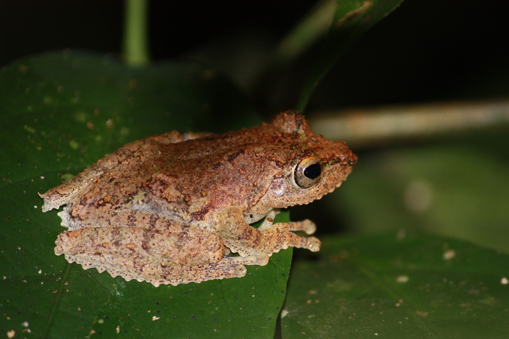 Kurixalus appendiculatus