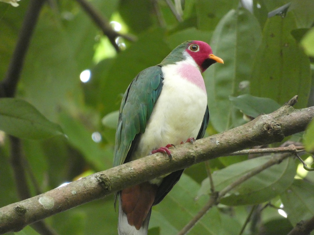 Ramphiculus jambu