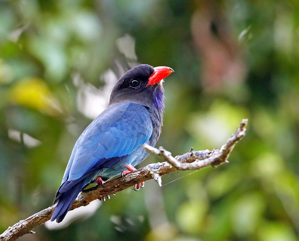 Eurystomus orientalis