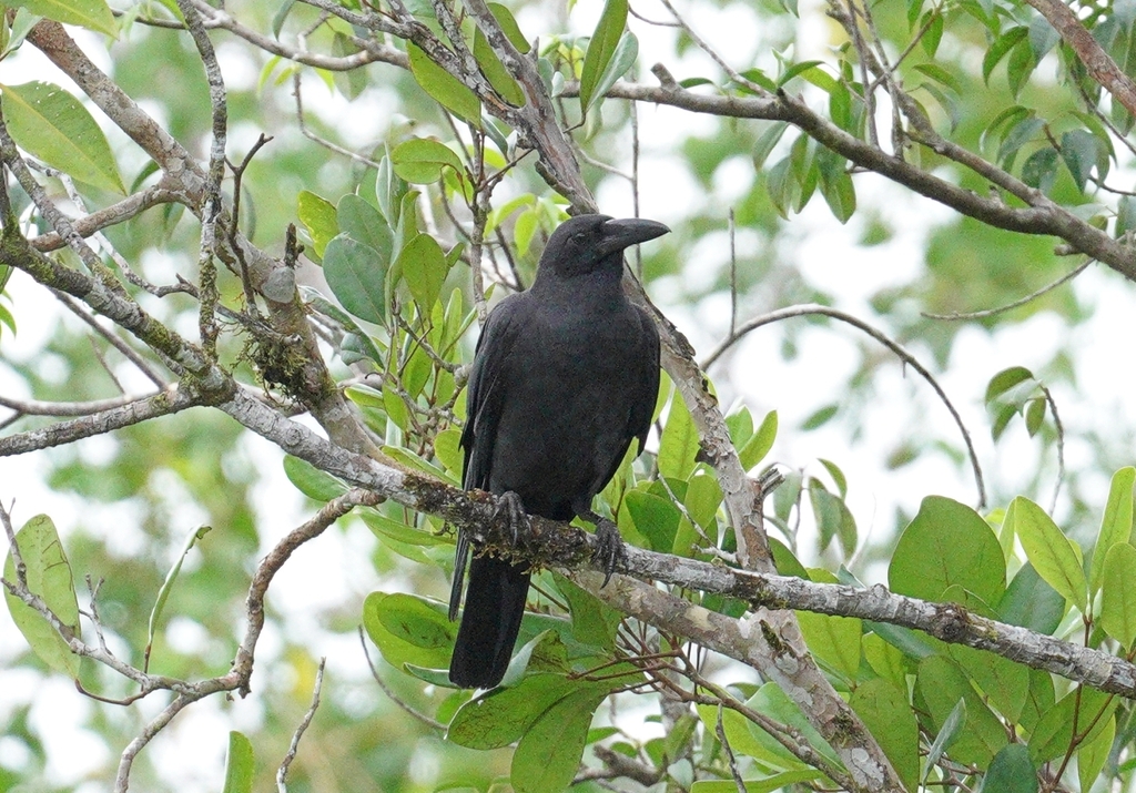 Corvus enca