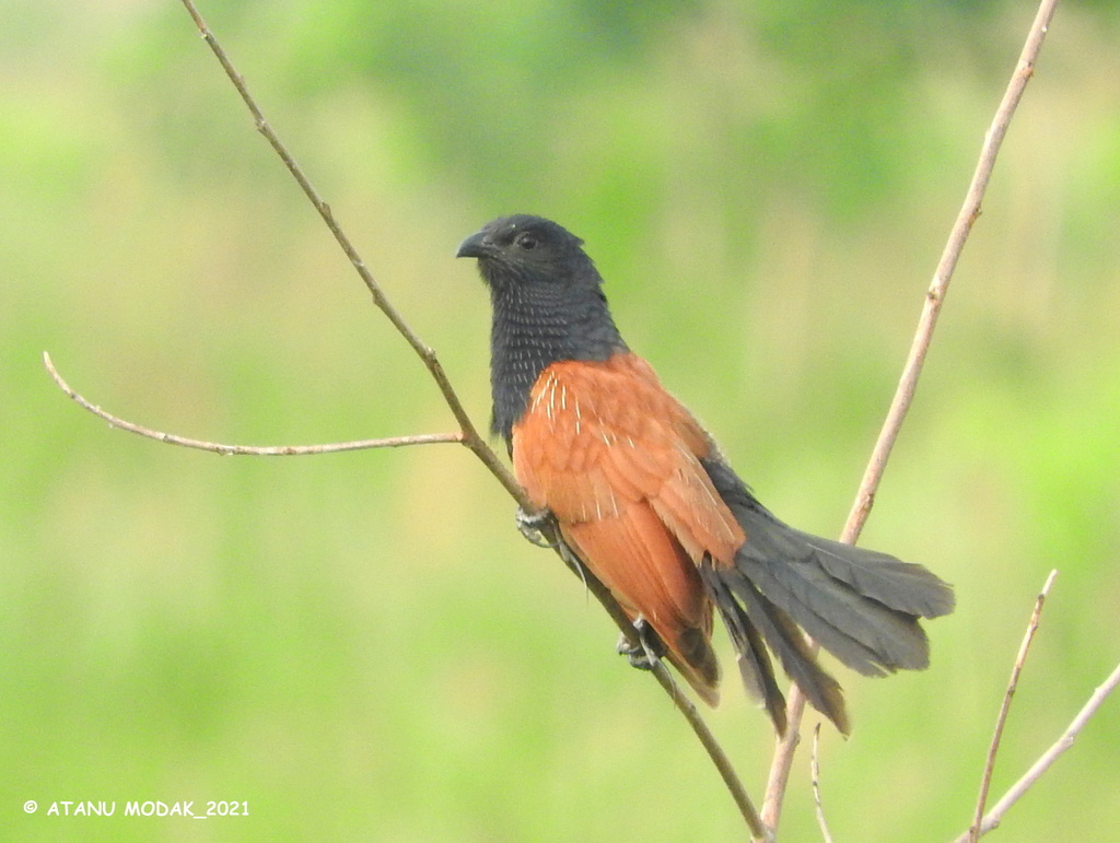 Centropus bengalensis