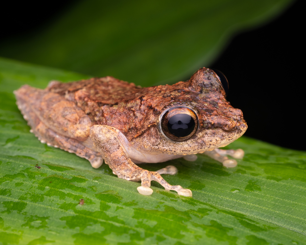 Kurixalus chaseni