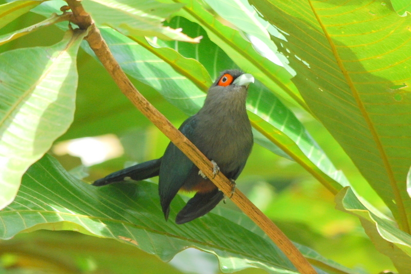 Phaenicophaeus sumatranus