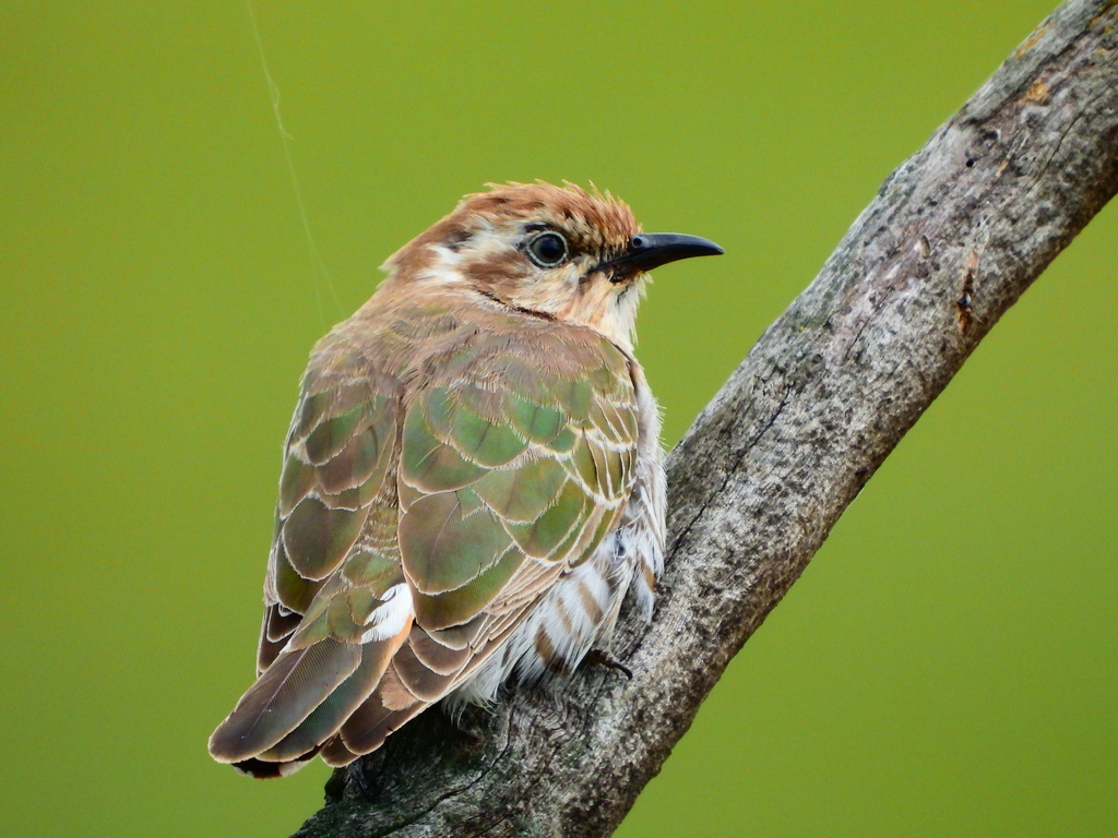 Chalcites basalis